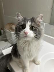 Lost Male Cat last seen County Line and SR 135, Greenwood, IN 46142