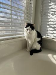Lost Male Cat last seen Sunset Ponds Dr. and Spirea Way, Draper, UT 84020