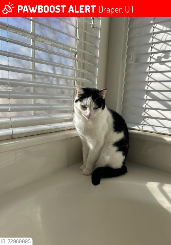 Lost Male Cat last seen Sunset Ponds Dr. and Spirea Way, Draper, UT 84020