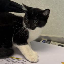 Shelter Stray Female Cat last seen Near 45th Street, San Diego, CA, 92115, 5500 Gaines St, San Diego, CA 92110, USA