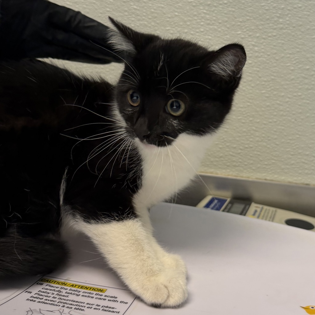 Shelter Stray Female Cat last seen Near 45th Street, San Diego, CA, 92115, 5500 Gaines St, San Diego, CA 92110, USA