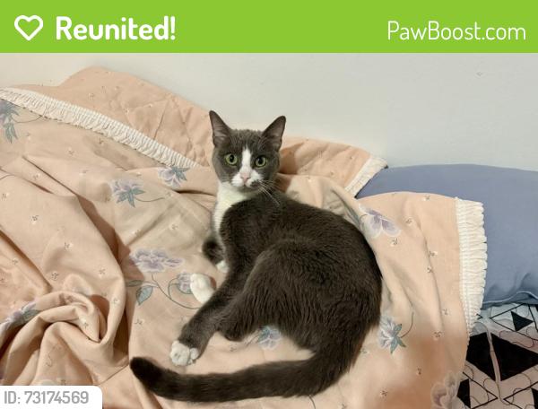 Reunited Female Cat last seen Near Stockholm street, Queens, NY 11385