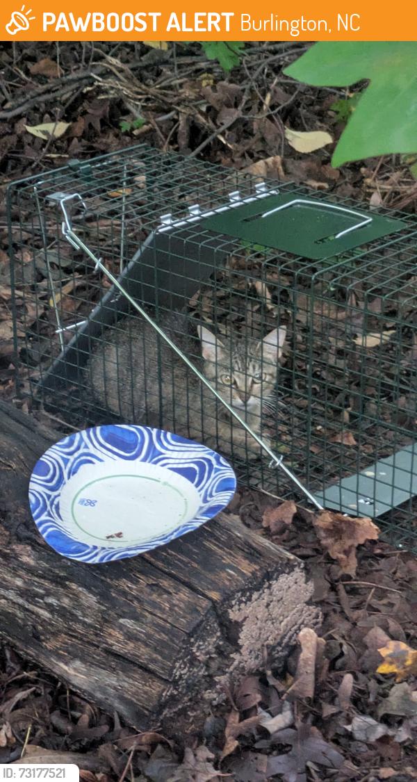 Found/Stray Unknown Cat last seen The Pointe apmts at Mebane Street and Aubrey Avenue, Burlington, NC 27215