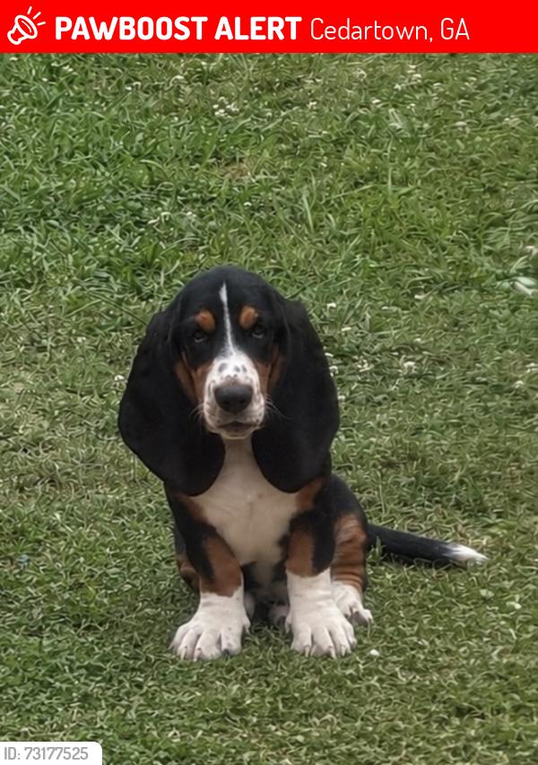 Lost Male Dog last seen Near johnson lake rd, Cedartown, GA 30125
