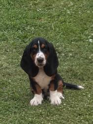 Lost Male Dog last seen Near johnson lake rd, Cedartown, GA 30125