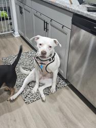 Reunited Female Dog last seen She was last seen in our yard, Columbia, SC 29203