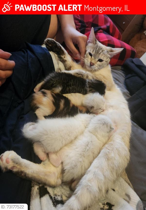 Lost Female Cat last seen Circle ct, Montgomery, IL 60538
