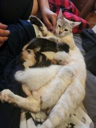 Lost Female Cat last seen Circle ct, Montgomery, IL 60538