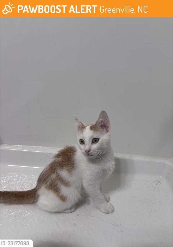 Found/Stray Male Cat last seen Construction site, Greenville, NC 27858