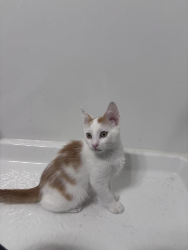Found/Stray Male Cat last seen Construction site, Greenville, NC 27858