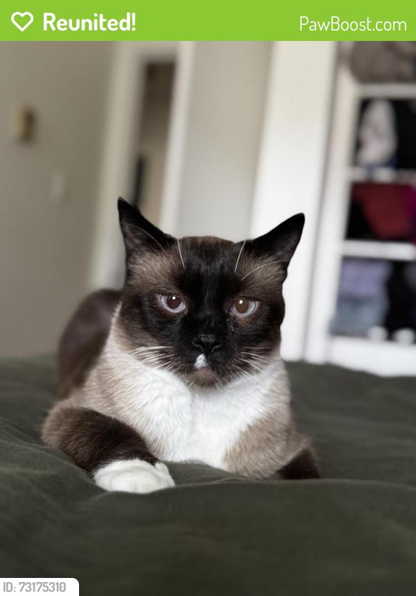 Reunited Male Cat last seen Lameys Mill and Alder Crossing, Vancouver, BC V6H 3S8