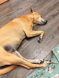 Reunited Female Dog last seen Lora and Wedgewood, Los Gatos, Los Gatos, CA 95032