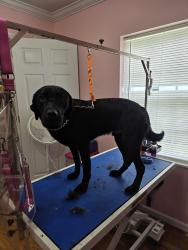 Lost Male Dog last seen PINE RIDGE RD, Clinton, TN 37716