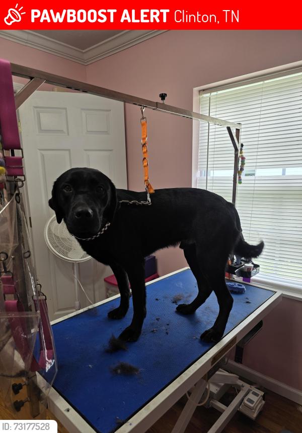 Lost Male Dog last seen PINE RIDGE RD, Clinton, TN 37716