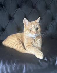 Reunited Female Cat last seen Near Stanley St in Greenfield Pittsburgh Pa, Pittsburgh, PA 15207