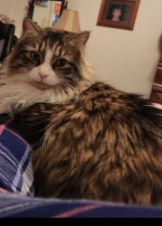 Lost Female Cat last seen 80th Ave and 55th St Ne Popple Creek area, Foley, MN 56329