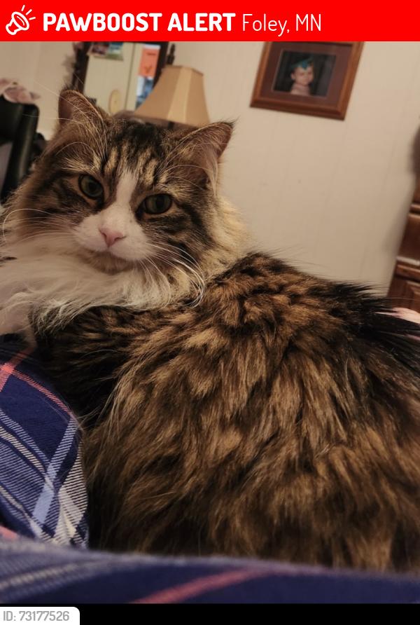 Lost Female Cat last seen 80th Ave and 55th St Ne Popple Creek area, Foley, MN 56329
