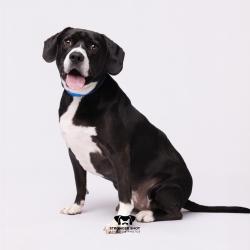 Shelter Stray Male Dog last seen , 3607 N Armenia Ave, Tampa, FL 33607, USA