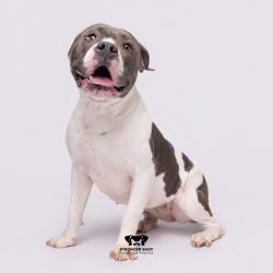 Shelter Stray Female Dog last seen , 3607 N Armenia Ave, Tampa, FL 33607, USA