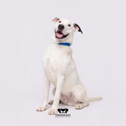 Shelter Stray Male Dog last seen , 3607 N Armenia Ave, Tampa, FL 33607, USA