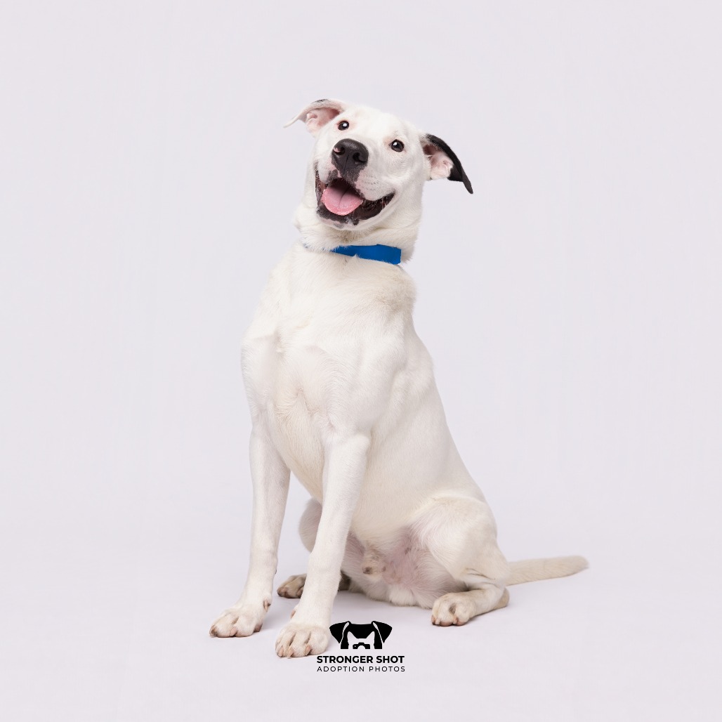 Shelter Stray Male Dog last seen , 3607 N Armenia Ave, Tampa, FL 33607, USA