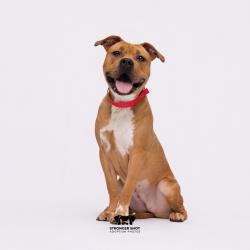 Shelter Stray Female Dog last seen , 3607 N Armenia Ave, Tampa, FL 33607, USA