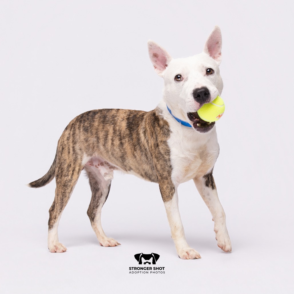 Shelter Stray Male Dog last seen , 3607 N Armenia Ave, Tampa, FL 33607, USA
