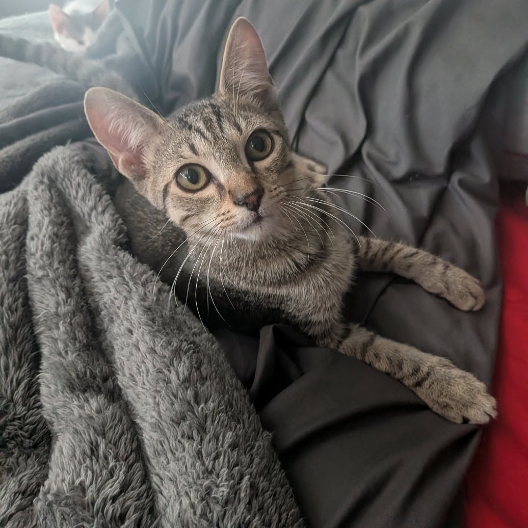 Shelter Stray Male Cat last seen , 8020 Washington St, Port Richey, FL 34668, USA