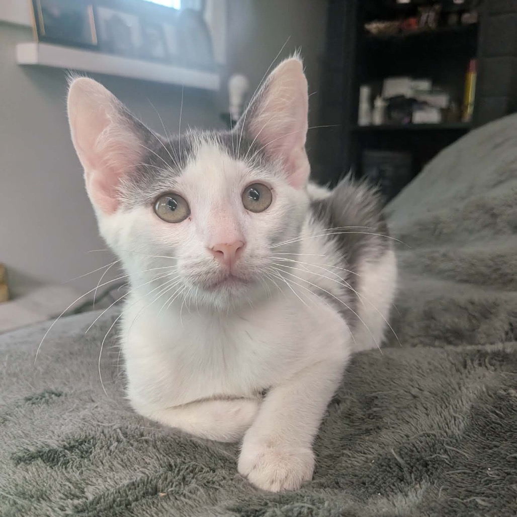 Shelter Stray Male Cat last seen , 8020 Washington St, Port Richey, FL 34668, USA