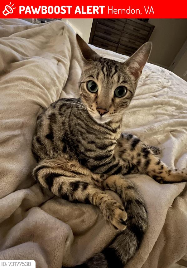 Lost Male Cat last seen shaker and gilman, Herndon, VA 20170
