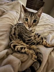 Lost Male Cat last seen shaker and gilman, Herndon, VA 20170