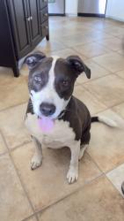 Found/Stray Unknown Dog last seen Bluebell and bottlebrush lane, Menifee, CA 92586