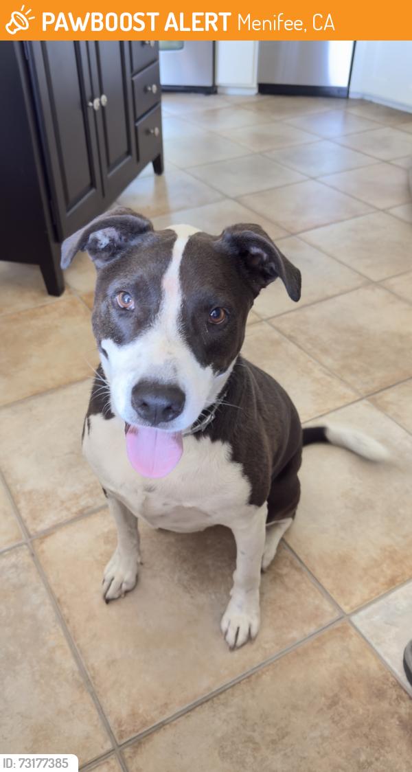 Found/Stray Unknown Dog last seen Bluebell and bottlebrush lane, Menifee, CA 92586