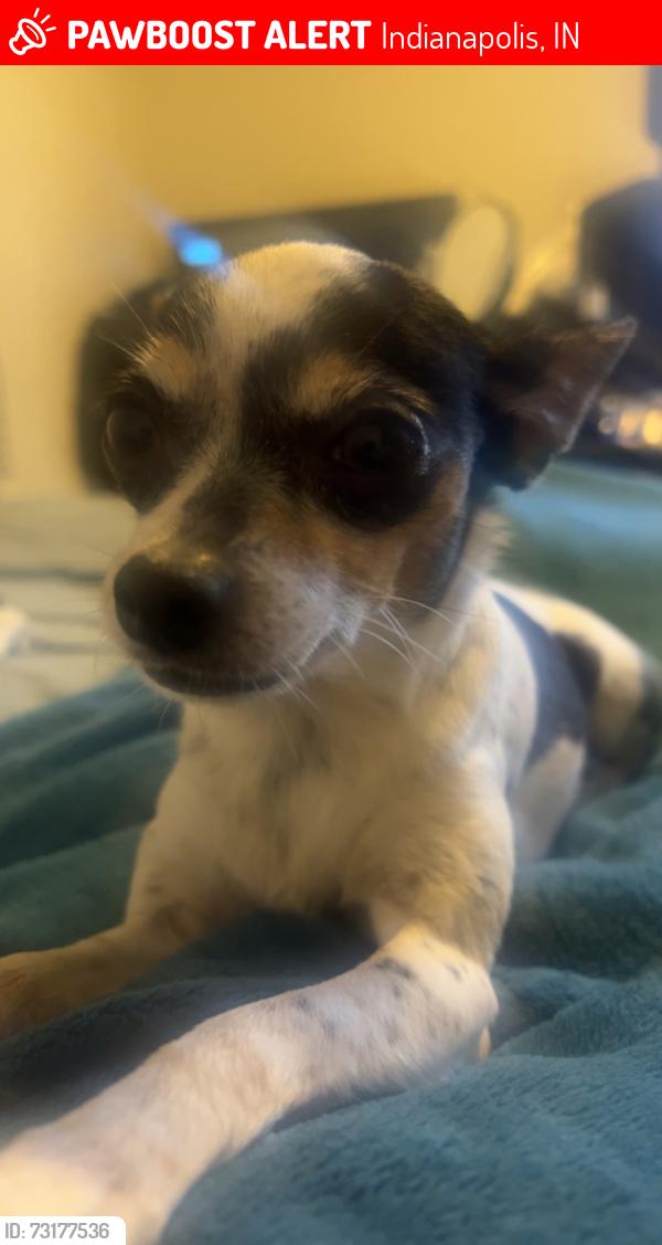 Lost Female Dog last seen Near Autumn Creek Court, Indianapolis, IN, Indianapolis, IN 46229