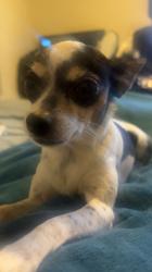 Lost Female Dog last seen Near Autumn Creek Court, Indianapolis, IN, Indianapolis, IN 46229