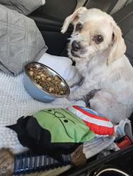 Found/Stray Male Dog last seen Service and Grayson, Modesto, CA 95358