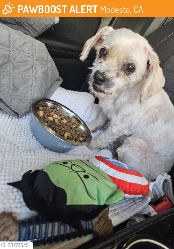 Found/Stray Male Dog last seen Service and Grayson, Modesto, CA 95358