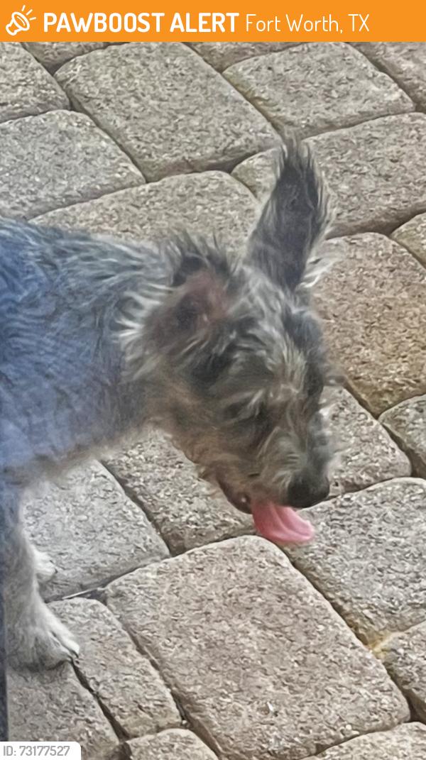 Found/Stray Unknown Dog last seen Brae Court & Dalford Rd 76111, Fort Worth, TX 76111