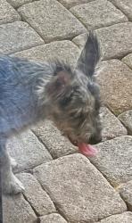 Found/Stray Unknown Dog last seen Brae Court & Dalford Rd 76111, Fort Worth, TX 76111