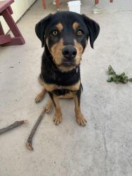 Lost Male Dog last seen Edison, Stockton, CA 95206