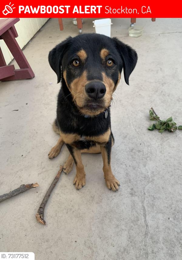 Lost Male Dog last seen Edison, Stockton, CA 95206