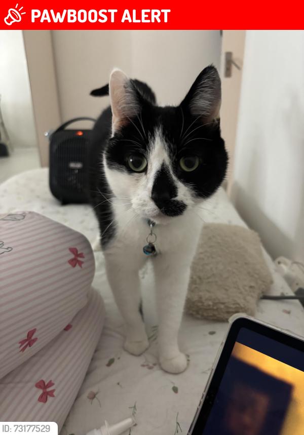 Lost Male Cat last seen Church garden Hartland Road and Clarence Way, Greater London, England NW1 8TH