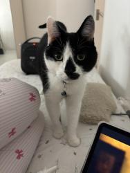 Lost Male Cat last seen Church garden Hartland Road and Clarence Way, Greater London, England NW1 8TH