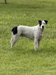 Found/Stray Female Dog last seen Muscogee road and Beulah road, Escambia County, FL 32526