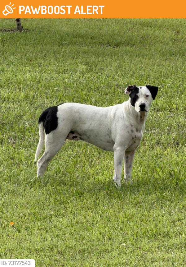 Found/Stray Female Dog last seen Muscogee road and Beulah road, Escambia County, FL 32526