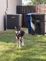 Found/Stray Female Dog last seen Corner of street intersecting with Oak Hill, San Antonio, TX 78238