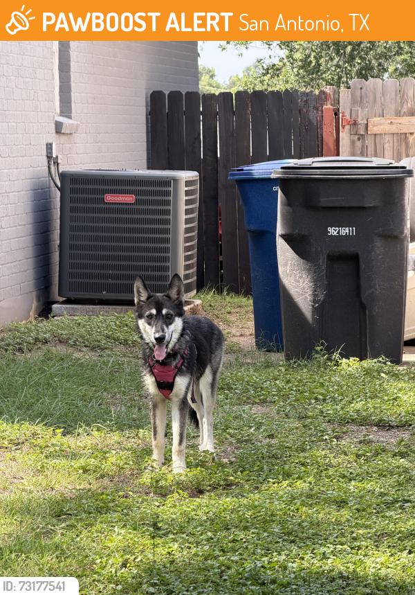 Found/Stray Female Dog last seen Corner of street intersecting with Oak Hill, San Antonio, TX 78238