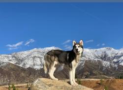 Lost Male Dog last seen I st, San Bernardino, CA 92405