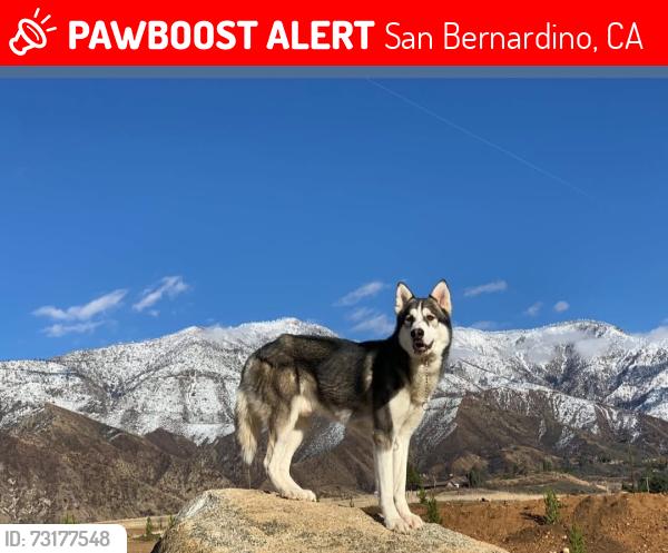 Lost Male Dog last seen I st, San Bernardino, CA 92405