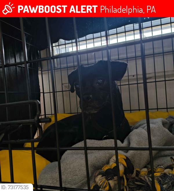 Lost Male Dog last seen Tustin Playground, Philadelphia, PA 19151